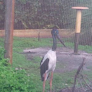 Caversham Wildlife Park WA