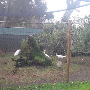 Caversham Wildlife Park WA