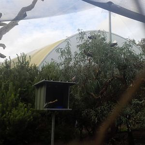 Caversham Wildlife Park WA