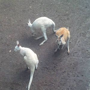 Caversham Wildlife Park WA