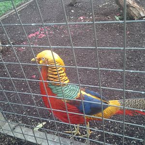 Caversham Wildlife Park WA
