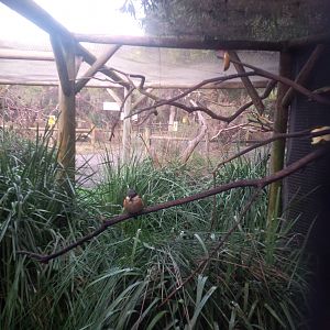 Caversham Wildlife Park WA