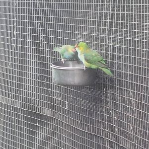 Caversham Wildlife Park WA