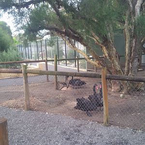 Caversham Wildlife Park WA