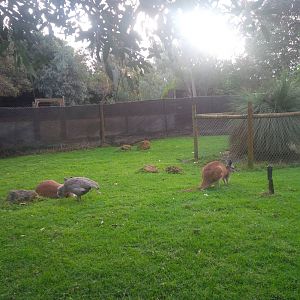 Caversham Wildlife Park WA