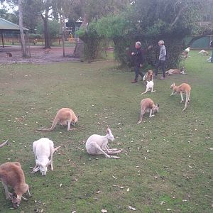 Caversham Wildlife Park WA