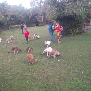 Caversham Wildlife Park WA