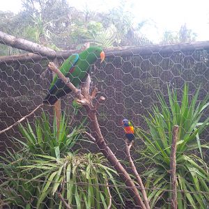 Caversham Wildlife Park WA