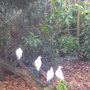 Caversham Wildlife Park WA