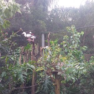 Caversham Wildlife Park WA