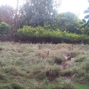 Caversham Wildlife Park WA