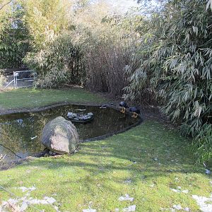 Falkland Flightless Steamer Duck Exhibit - Zurich Zoo