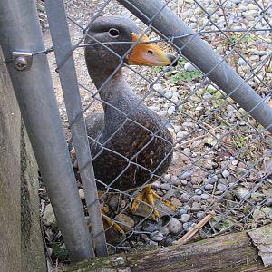 Falkland Flightless Steamer Duck - Zurich Zoo