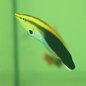 Labroides pectoralis