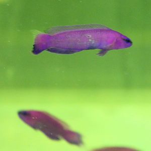 Pseudochromis fridmani