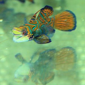 Mandarinfish