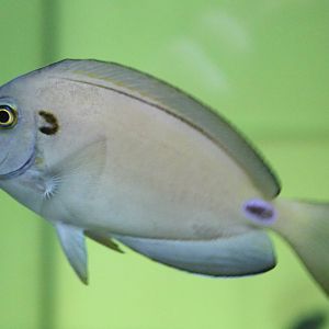 Acanthurus tennanti