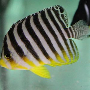 Multibar butterflyfish
