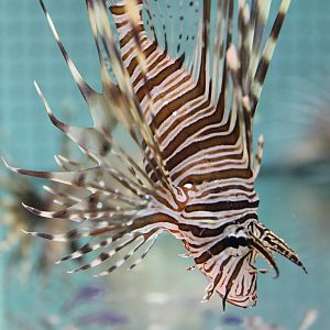 Lionfish species