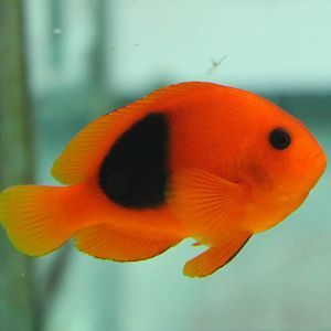 Amphiprion ephippium