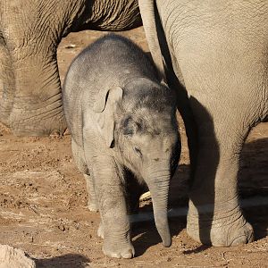 Asian Elephant Calf Nandita at Chester 14/02/2016