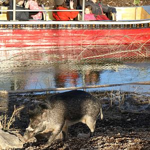 Visayan Warty Pig and Lazy River boat, Chester, 14/02/2016