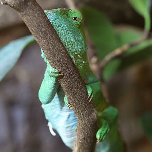 Parson's Chameleon at Chester 14/02/2016