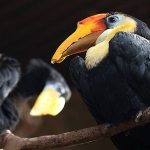 Wrinkled Hornbill at Chester 14/02/2016