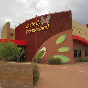 Butterfly Wonderland (Arizona) - Largest Indoor Butterfly Pavilion in the U