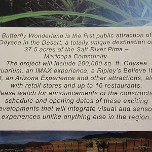 Butterfly Wonderland (Arizona)