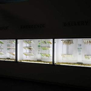 Butterfly Wonderland (Arizona)