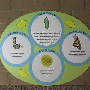 Butterfly Wonderland (Arizona)