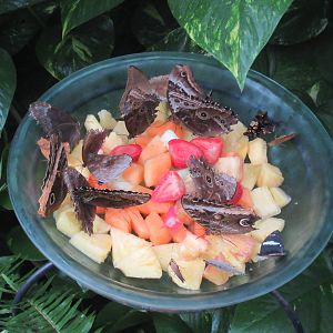 Butterfly Wonderland (Arizona) - Largest Indoor Butterfly Pavilion in the U