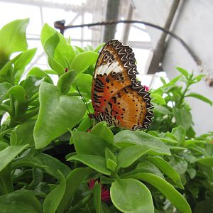 Butterfly Wonderland (Arizona) - Largest Indoor Butterfly Pavilion in the U