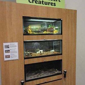 Butterfly Wonderland (Arizona) - Invertebrate Exhibits