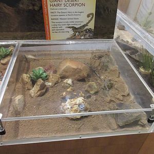 Butterfly Wonderland (Arizona) - Giant Desert Hairy Scorpion Exhibit (large