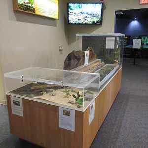 Butterfly Wonderland (Arizona) - Invertebrate Exhibits