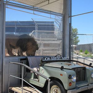 Lion Habitat Ranch (Nevada) - Lion Exhibit