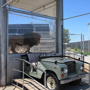Lion Habitat Ranch (Nevada) - Lion Exhibit