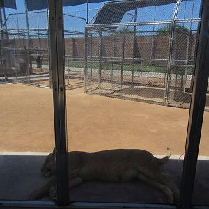 Lion Habitat Ranch (Nevada) - Lion Exhibit