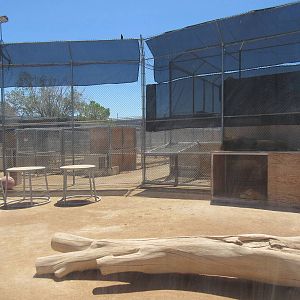 Lion Habitat Ranch (Nevada) - Lion Exhibit