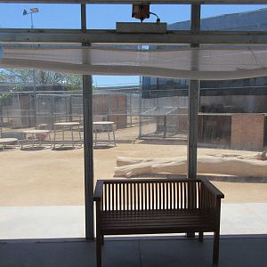 Lion Habitat Ranch (Nevada) - Lion Exhibit