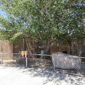 Lion Habitat Ranch (Nevada) - Vulturine Guineafowl Exhibit