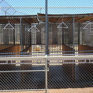 Lion Habitat Ranch (Nevada) - Lion Exhibit
