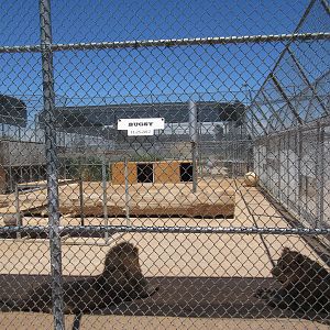 Lion Habitat Ranch (Nevada) - Lion Exhibit
