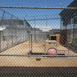 Lion Habitat Ranch (Nevada) - Lion Exhibit
