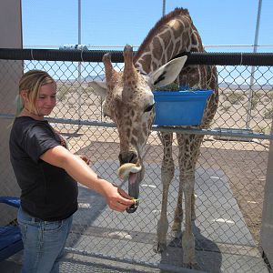 Lion Habitat Ranch (Nevada) - Giraffe Feeding Area (with employee)