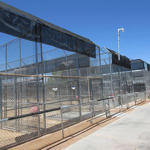Lion Habitat Ranch (Nevada) - Lion Exhibits