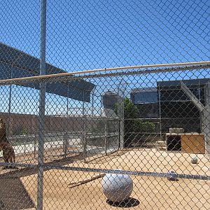 Lion Habitat Ranch (Nevada) - Lion Exhibit