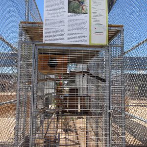 Lion Habitat Ranch (Nevada) - Green-Winged Macaw Exhibit